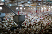 تلف شدن بیش از ۱۵ هزار قطعه مرغ گوشتی در هرمزگان