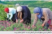 کرونا، ممنوعیت برداشت گیاهان دارویی در مازندران