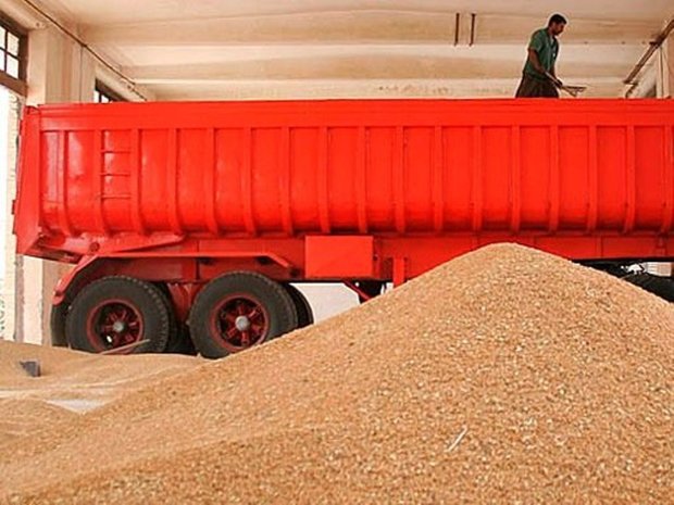 92 هزار تن گندم از کشاورزان استان اصفهان خریداری شد