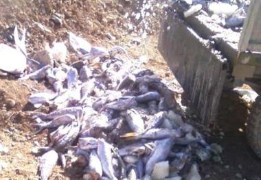 2 تن گوشت ماهی غیر قابل مصرف در دلیجان معدوم سازی شد