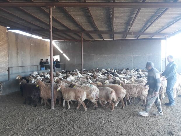 اجرای طرح اصلاح نژاد گوسفند بومی در چهارمحال و بختیاری