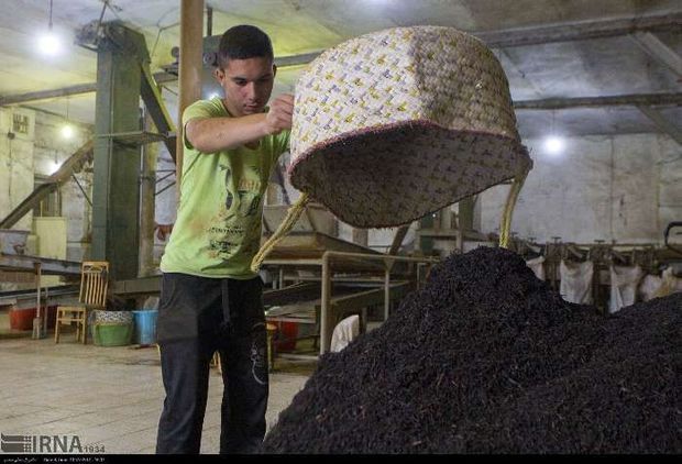 خرید افزون بر 126 هزار تن برگ سبز چای از چایکاران شمال کشور