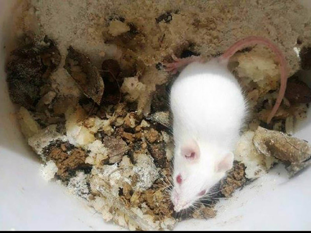 گونه موش سفید کمیاب در مریوان شناسایی شد