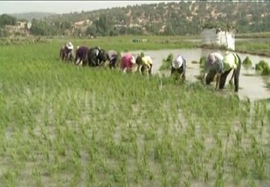 کشت برنج در کهگیلویه و بویراحمد کاهش یافت