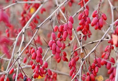  ویتامین موجود در زرشک که تا به حال نمی دانستید