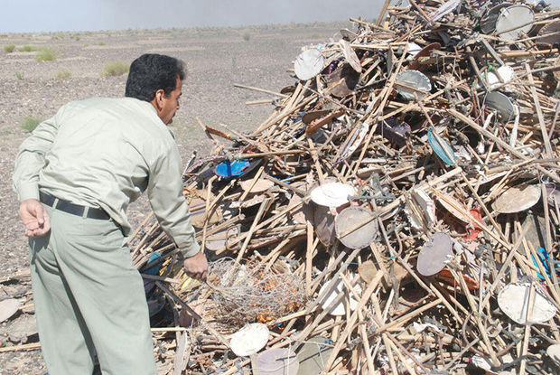 بیش‌از ۴ هزار تله زنده‌گیری هوبره در ایرانشهر جمع‌آوری شد
