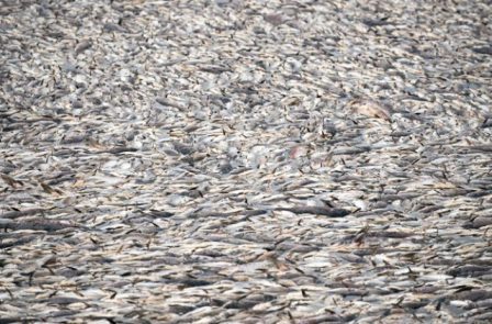 بروز فاجعه زیست محیطی در استان تهران: مرگ 2 میلیون ماهی در سد فشافویه! + عکس
