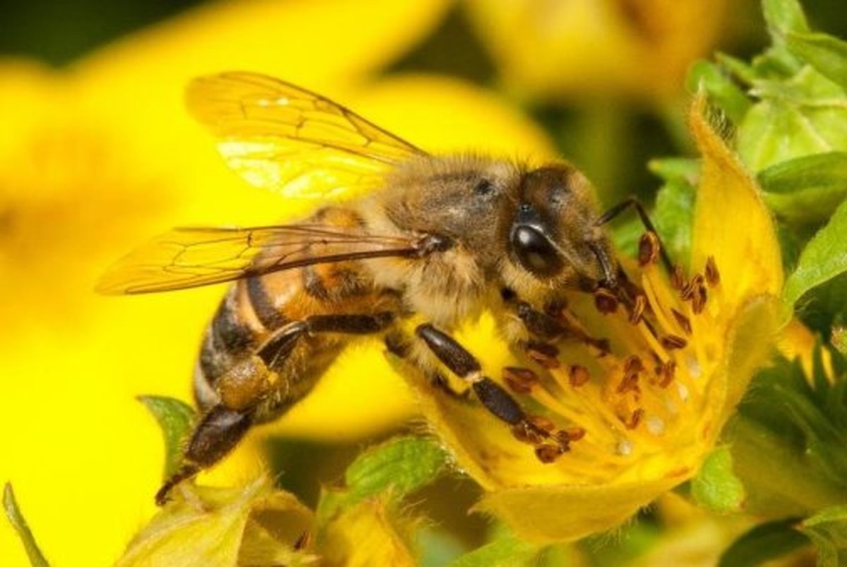 زنبورها چگونه فرزندان خود را واکسینه می‌کنند؟