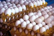 ۳۰ هزار تن تخم‌مرغ باهدف تنظیم بازار داخلی صادرشده است
