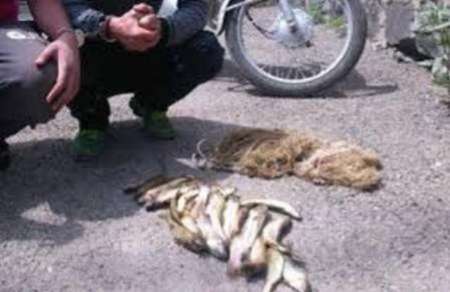 سه صیاد غیرمجاز ماهی توسط محیط بانان ایجرود دستگیر شدند