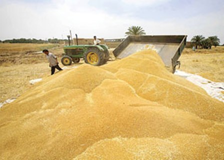 75 درصد گندم تولیدی شهرستان خدابنده در سیلوهای استان ذخیره سازی شد
