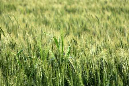 مزارع گندم آذربایجان غربی از سطح سبز بسیار مطلوبی برخوردارند