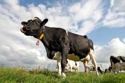 تا 200 سال دیگر گاوها تنها پستانداران روی زمین هستند!