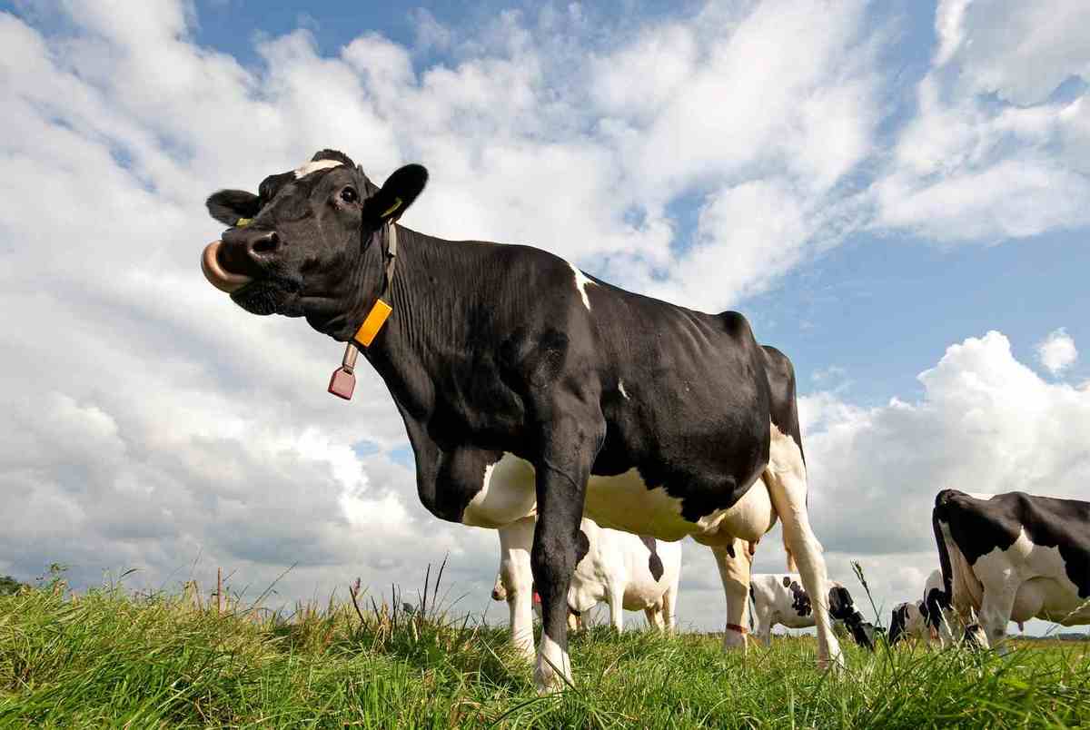 تا 200 سال دیگر گاوها تنها پستانداران روی زمین هستند!