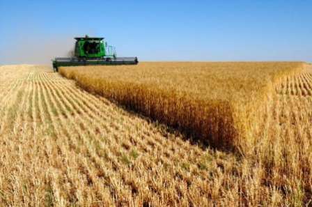 پیش بینی کاهش 40 هزار تُن تولید گندم در قروه