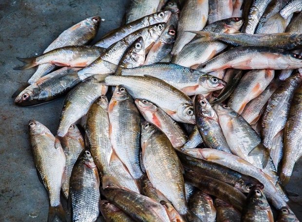 30هزار قطعه ماهی در تایباد تلف شدند