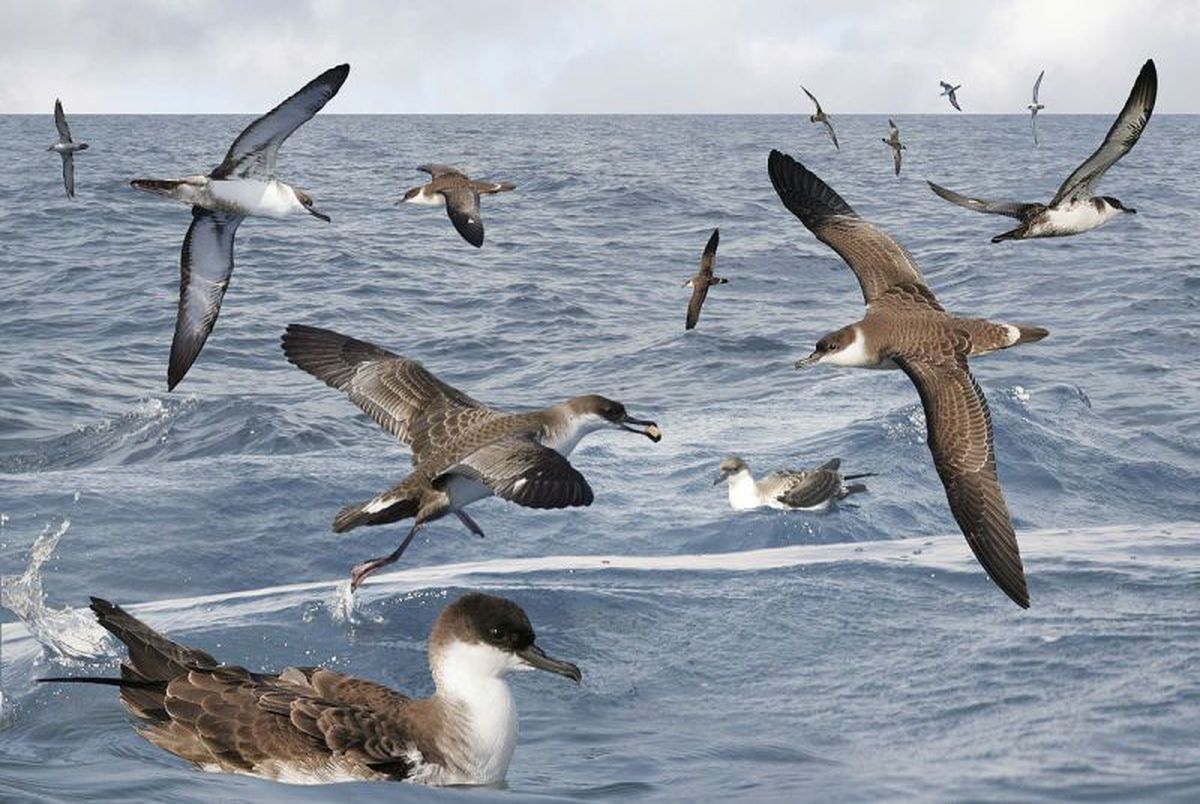 خطر انقراض در کمین نادرترین پرنده دریایی