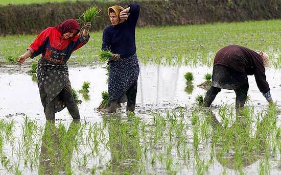 رئیس جهادکشاورزی خراسان شمالی: اهرم قانونی برای ممانعت از کشت برنج دراستان وجود ندارد