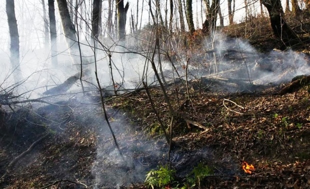 آتش سوزی جنگل های عباس آباد خاموش شد