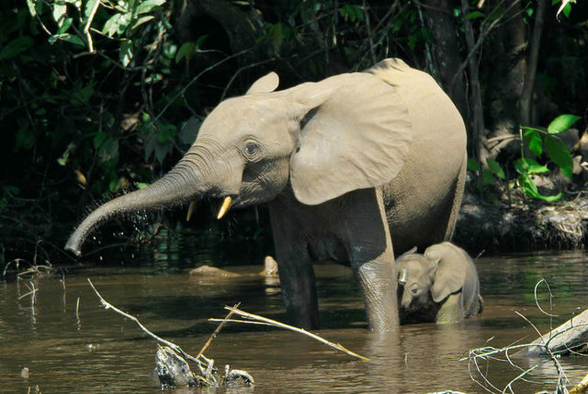 کاهش نرخ زاد و ولد در فیل‌های جنگلی آفریقایی