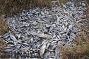 صدها قطعه از ماهیان کپور سد گلابر شهرستان ایجرود تلف شدند