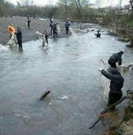 نسل کشی ماهیان مولد استخوانی در رودخانه های مازندران