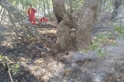 هجوم افراد سودجو به درختان کهنسال جنگلی بلوط