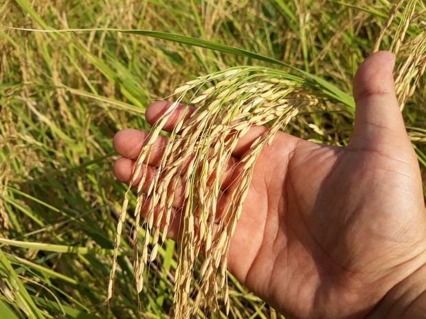خودکفایی ایران در تولید برنج موجب صرفه جویی 1.1 میلیارد دلاری خواهد شد