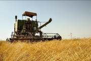 امسال 420 هزار تن گندم در لرستان برداشت می شود