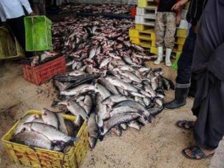 کشف 23 تن ماهی قاچاق در پارسیان