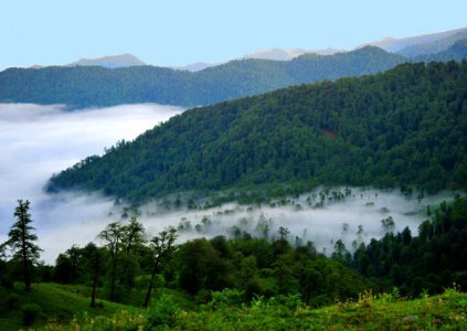 محافظت جنگلهای هیرکانی گیلان جهانی می شود