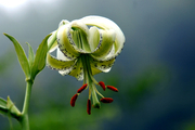 شکوفایی نادرترین گل جهان در گیلان+ تصاویر