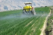 مبارزه با علفهای هرز در بیش از 192هزار هکتار از مزارع غلات آذربایجان غربی