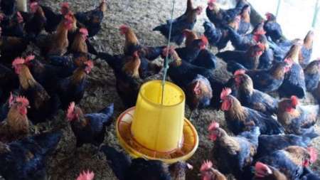 سوء مصرف آنتی بیوتیک در تغذیه دام و طیور، تهدیدی برای سلامت انسان