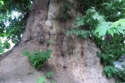 درختان ۵۰۰ و ۳۰۰ ساله دامغان در میراث طبیعی کشور ثبت شد