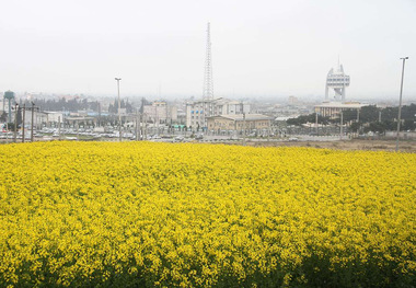 16 هزار تن کلزا از کشاورزان گلستان خریداری شد