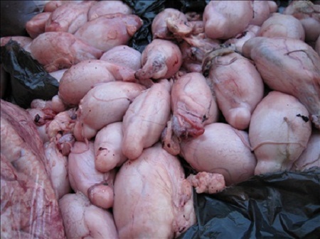 1500 کیلوگرم اجزای حرام حیوان حلال گوشت در بیرجند معدوم شد