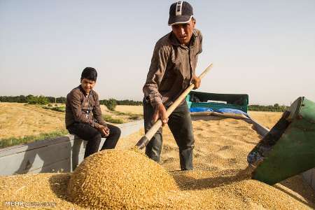 گندم با قیمت تضمینی 13 هزار ریال از کشاورزان قزوینی خریداری می شود