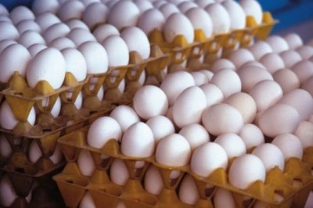 قیمت تخم مرغ در خراسان شمالی بزودی کاهش می یابد