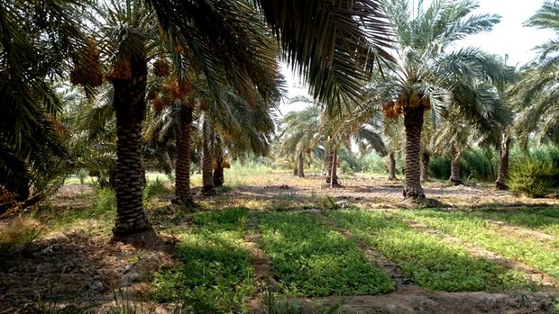 کاشت سه هزار و 500 اصله پاجوش نخل خرما در خرمشهر