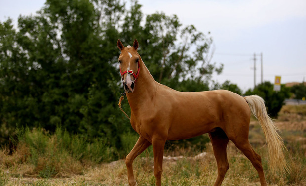 خام فروشی آسیب مهم صنعت اسب در خراسان شمالی