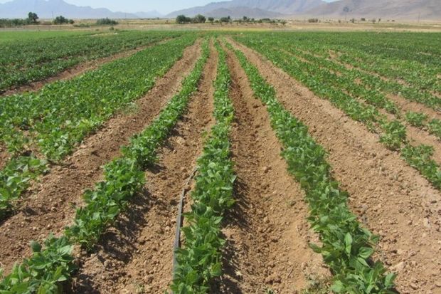 کاشت ردیفی لوبیا کاهش ۵۰ درصدی مصرف بذر را به همراه دارد