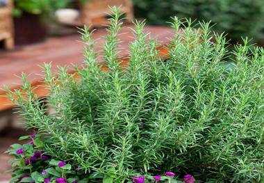 چه افرادی نباید رزماری مصرف کنند؟
