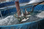 عملیات اجرایی طرح پرورش ماهی کمیته امداد دزفول آغاز شد