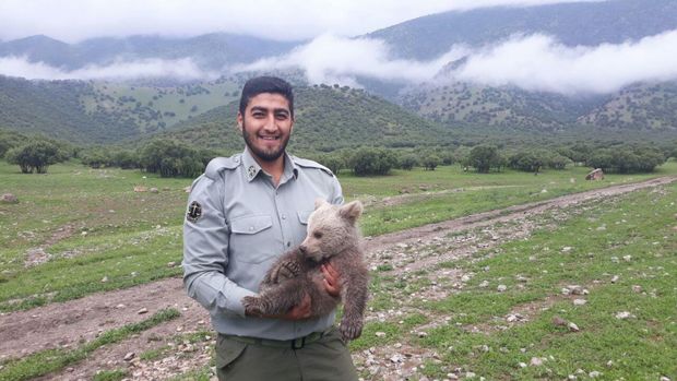 یک قلاده توله خرس در سفیدکوه خرم آباد یافت شد