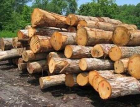کشف 15تن چوب جنگلی قاچاق در لاهیجان