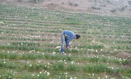 بیش از  9 میلیون شاخه گل نرگس از مزارع استان ایلام برداشت شد