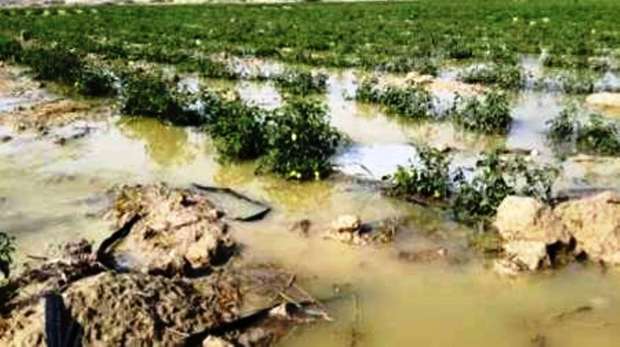 بارندگی 15 میلیارد ریال به زمین های زراعی میناب خسارت زد