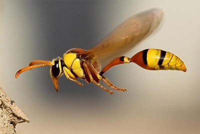 حمله زنبور‌های قرمز به یک روستا