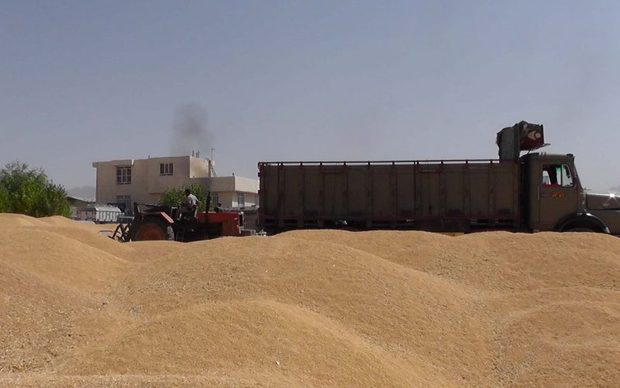 139 هزار تن گندم مازاد بر نیاز از کشاورزان خراسان شمالی خریداری شد